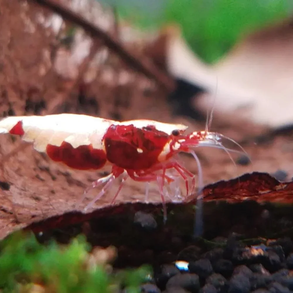 15 Large Indian Almond Leaves 6''-8'' for freshwater shrimp & betta fish